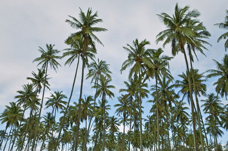 Tall palm tree grove