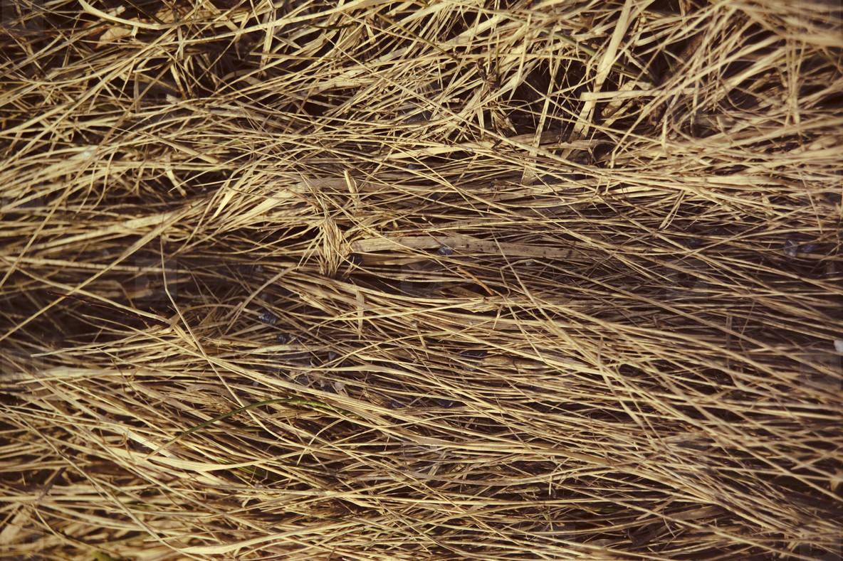 Dry matted grass stock photo (33894) YouWorkForThem