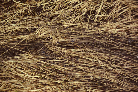 Dry matted grass