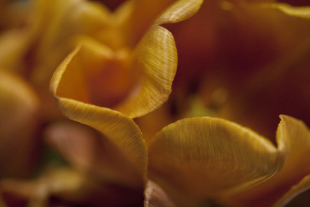 Yellow orange tulip close up