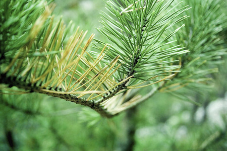 Pine needles on branch
