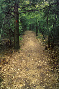 Nature trail through pine trees