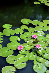 Flowering lily pads on pond
