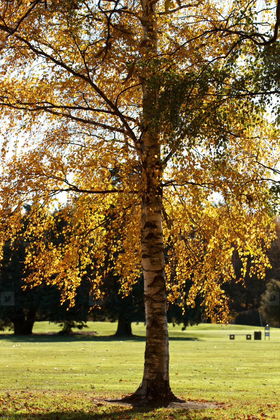 A Solo Autumn Tree