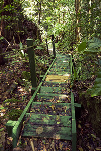 Caribbean forest bridge