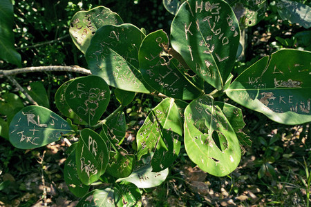 Caribbean plant leaves