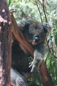 Koala 01