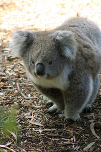 Koala 02