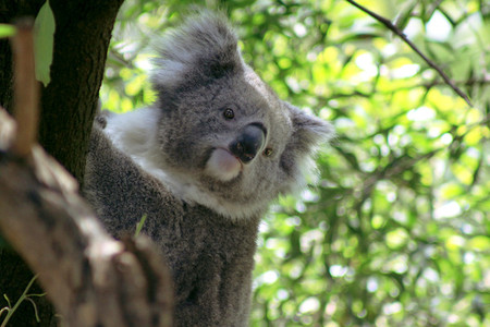 Koala 03