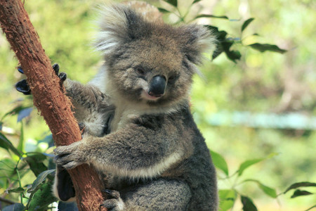 Koala 05