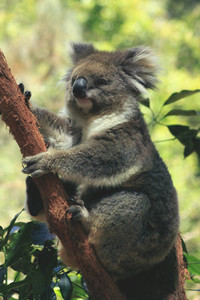 Koala 06