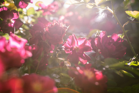 beautiful rose flowers