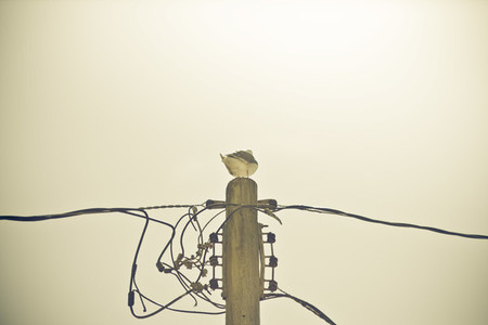 Birds amp  Wire