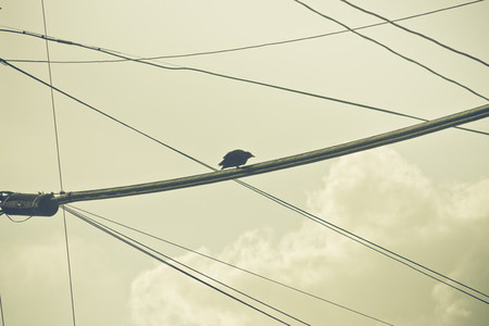Birds amp Wire