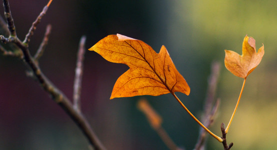 Tulip leaf