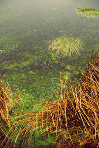 Marshy swamp
