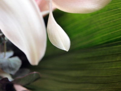 Lily petals