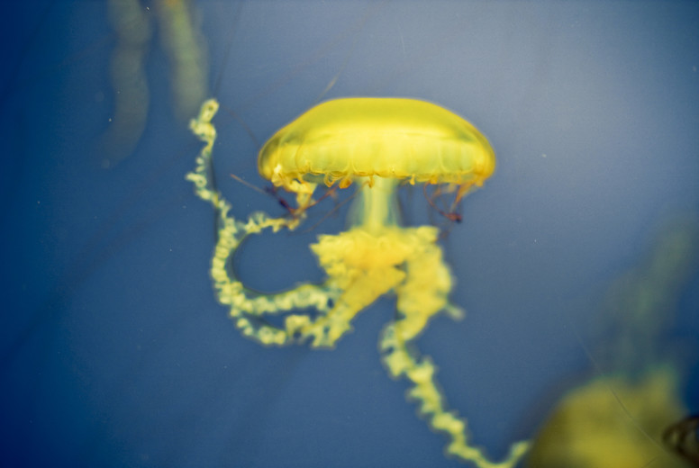 Jellyfish