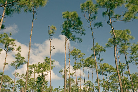 Tall pines and blue sky