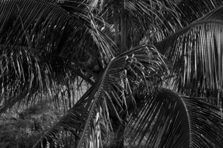 Palm tree jungle