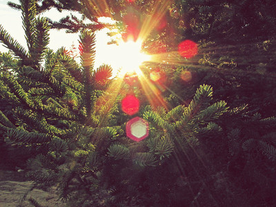 Sunshine and pine
