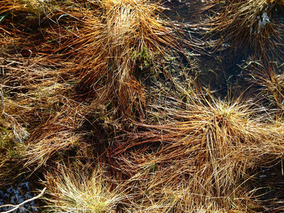 Marsh Grasses