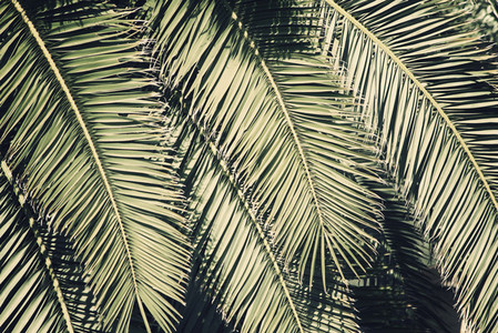 palm tree  1