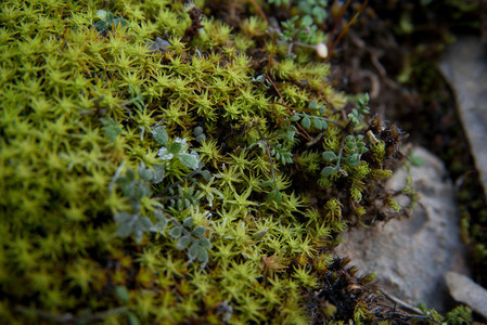 green moss