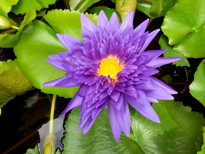 Water Lily lotus