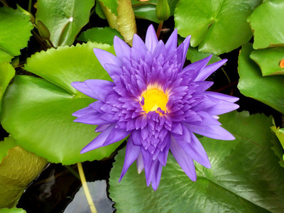 Water Lily lotus