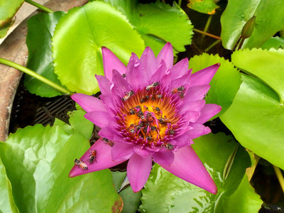 Bee in the Water Lily  lotus