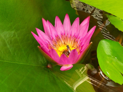 Bee in the Water Lily lotus