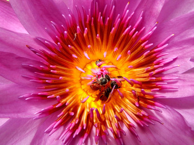 Bee in the Water Lily  lotus