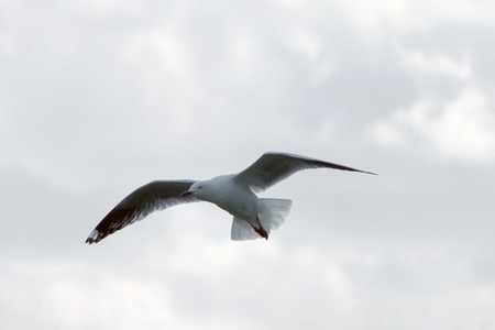 Flying Seagull 02