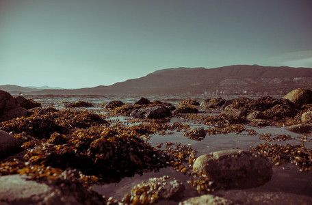 Rocky Seaweed Shore