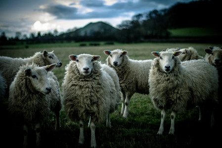 Sheep Following