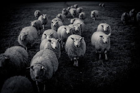 Sheep Following