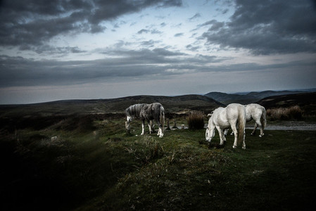 Moorland Ponies