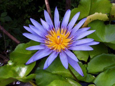 Water Lily  lotus close up