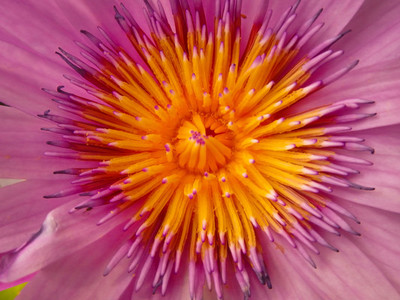 Water Lily lotus close up