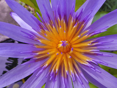 Water Lily  lotus close up