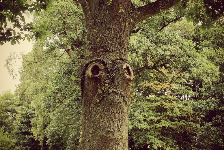 The saddest tree in the World?