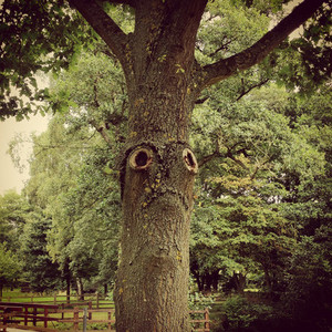 The saddest tree in the World