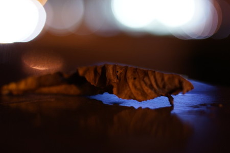 night leaf