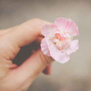 Hand holding pink flower