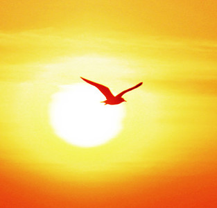 Seagull on sunset background