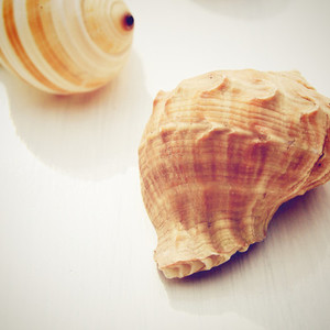 sea shell with retro filter effe