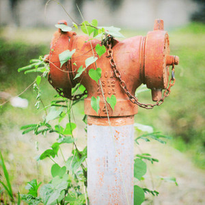 Old fire hydrant and ivy plant