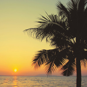 Coconut palm tree with sunrise