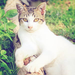 cute cat lying on grass